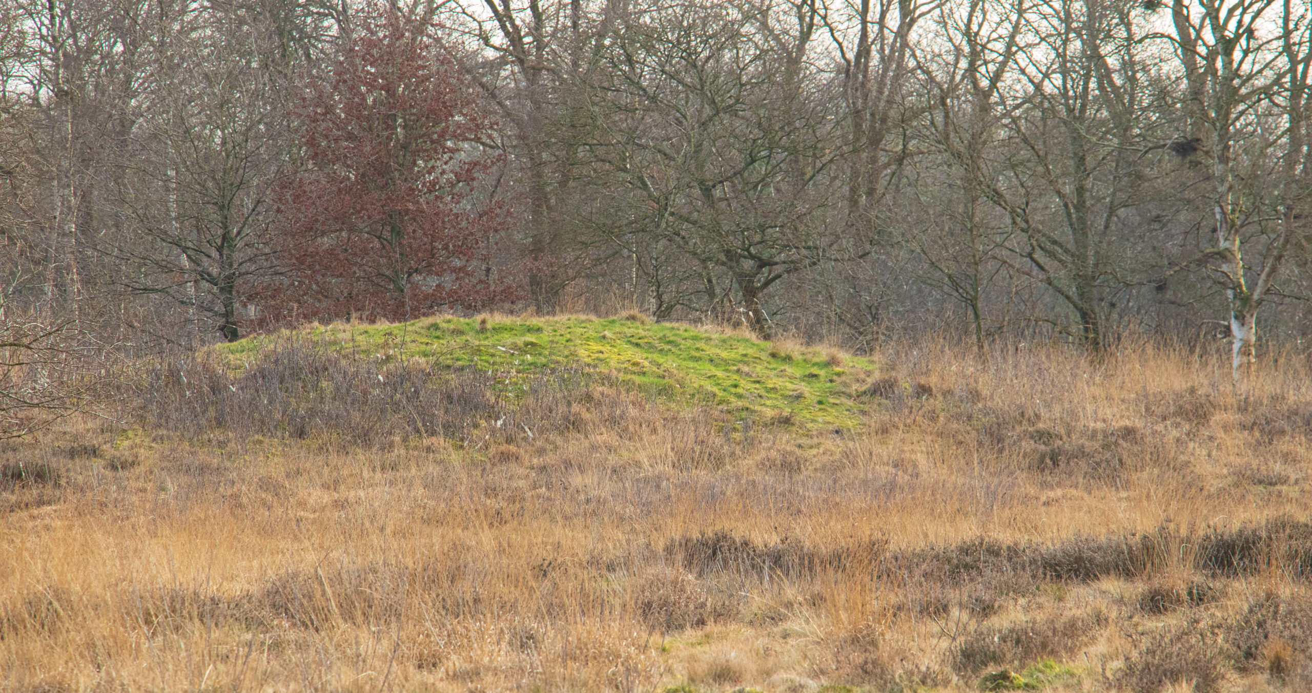 Groene heuvel in een bruin grasveld, omgeven door kale bomen in een boslandschap.