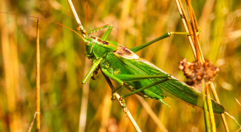 Grote groene sprinkhaan op bruine, droge grasspriet in zomerse setting.