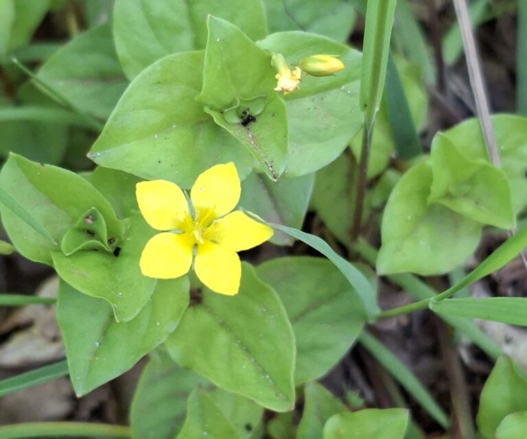 Gele bloem met vijf bloemblaadjes, omringd door groene bladeren in een natuurlijke omgeving.