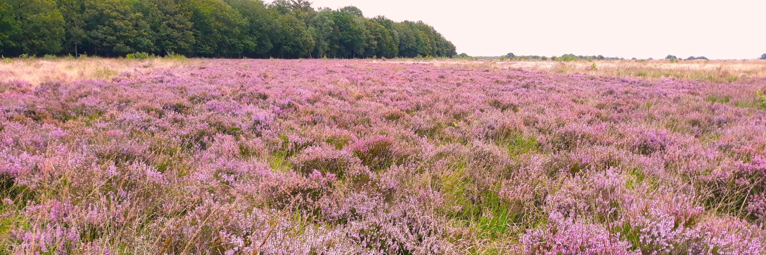Paarse heidevelden strekken zich uit met een bosrand op de achtergrond onder een heldere lucht.
