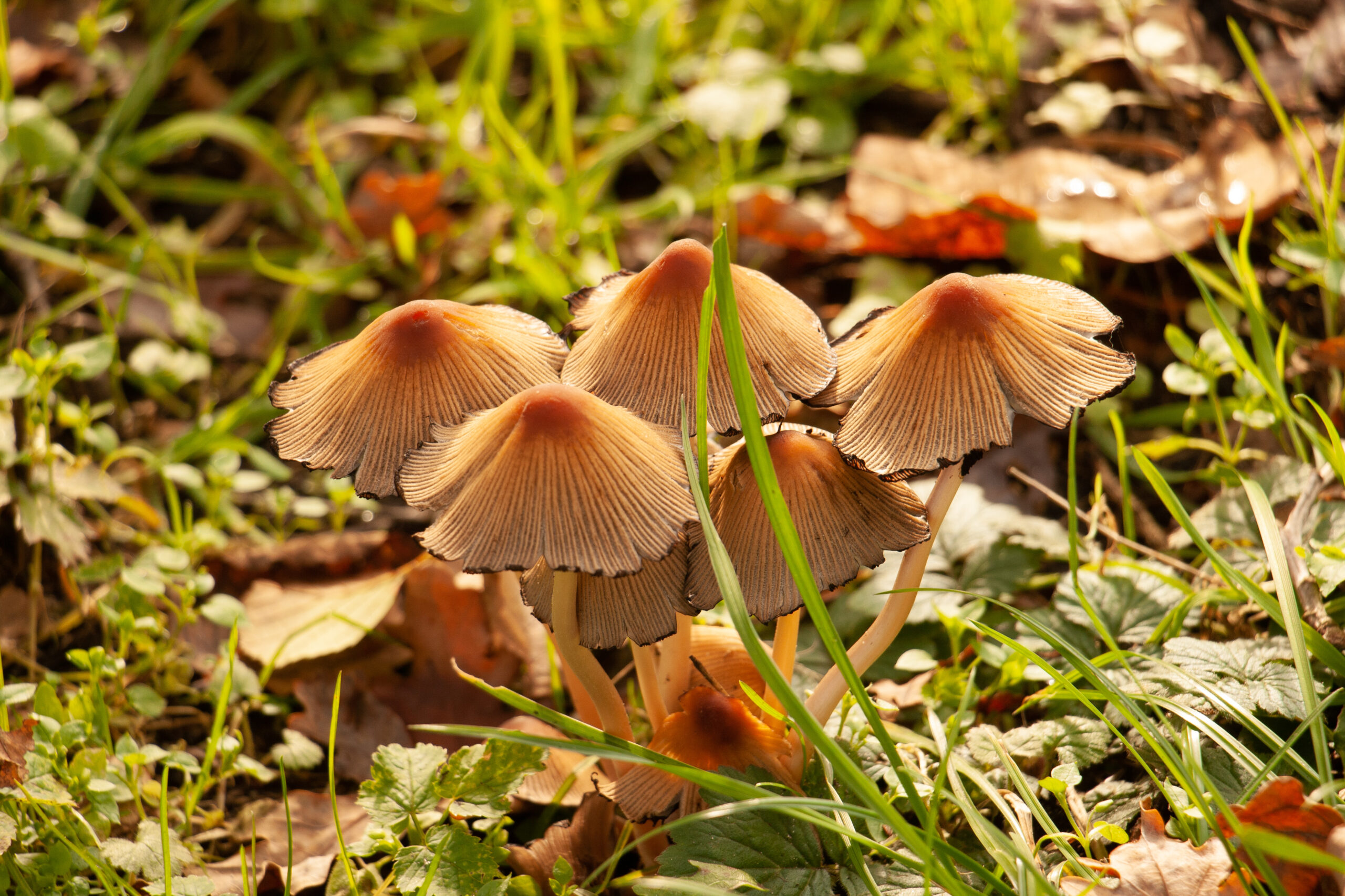 Bruine paddenstoelen met gegolfde hoeden tussen groene bladeren en gras op de bosbodem.
