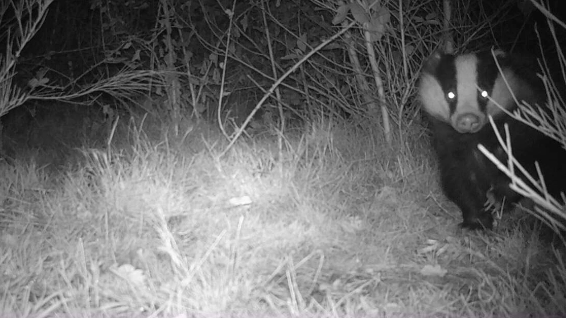 Roermond_das_zoogdierwerkgroep