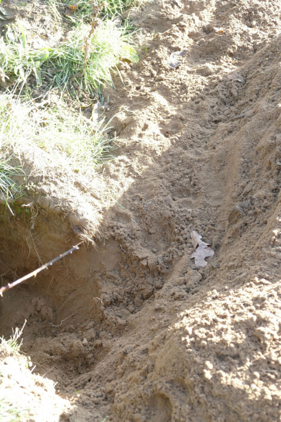 Dassenprenten zoogdierwerkgroep
