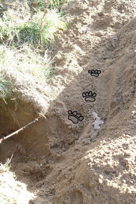 Dasenprenten aangetekend zoogdierwerkgroep