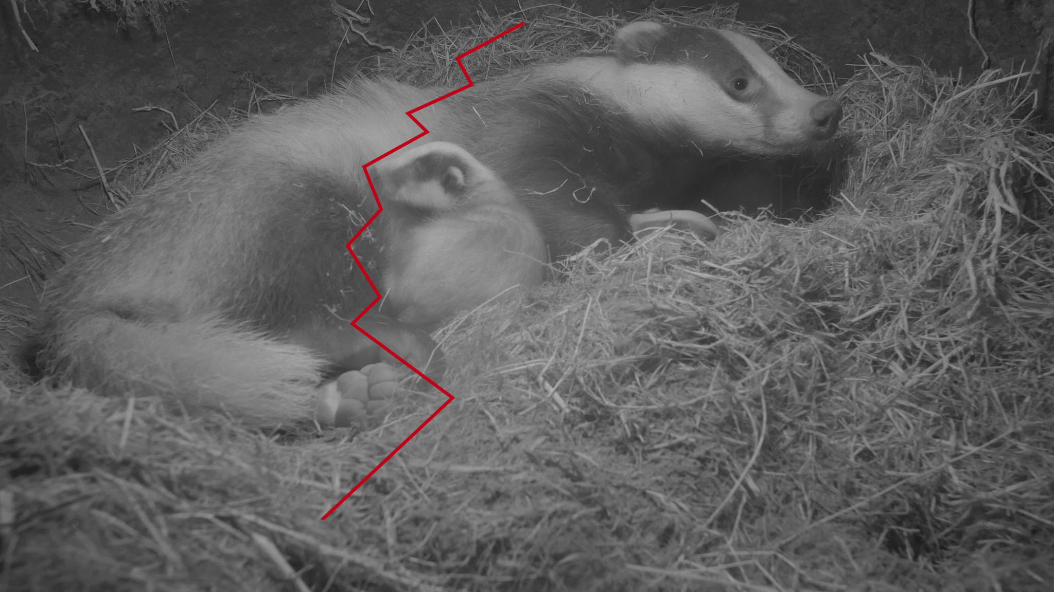 Provincie en Mulleners Vastgoed liegen in Roermondse dassenkwestie