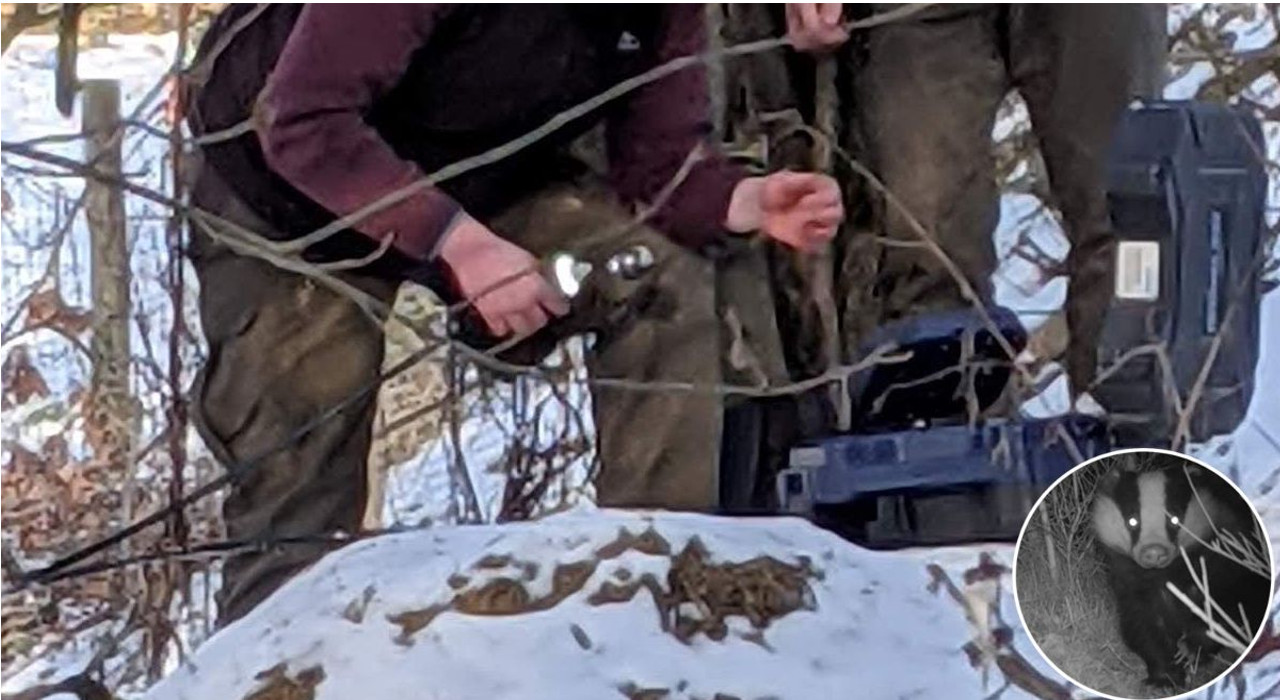 Valentijnsdag voor de twee stadsdassen in Roermond?