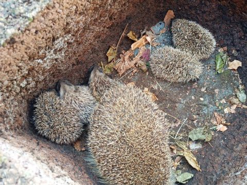 Let op bij het opruimen van schuur of tuin