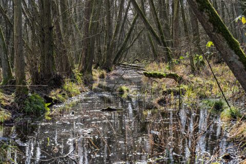 Een dichtbegroeid moeras met water en bomen bedekt met mos onder een bewolkte hemel.