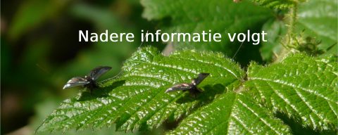 Nadere informatie volgt - bladeren