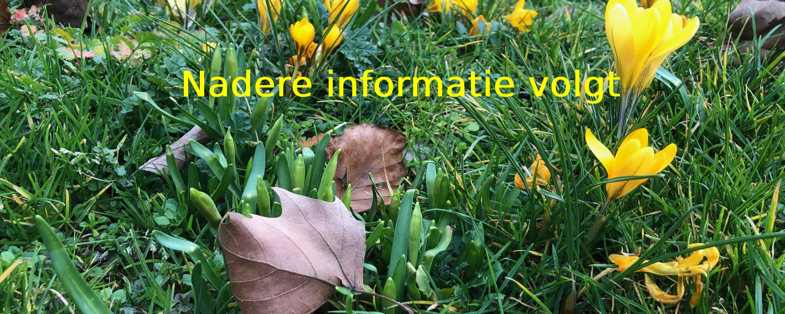 Gele krokussen in gras met bruine bladeren, tekst: "Nadere informatie volgt."