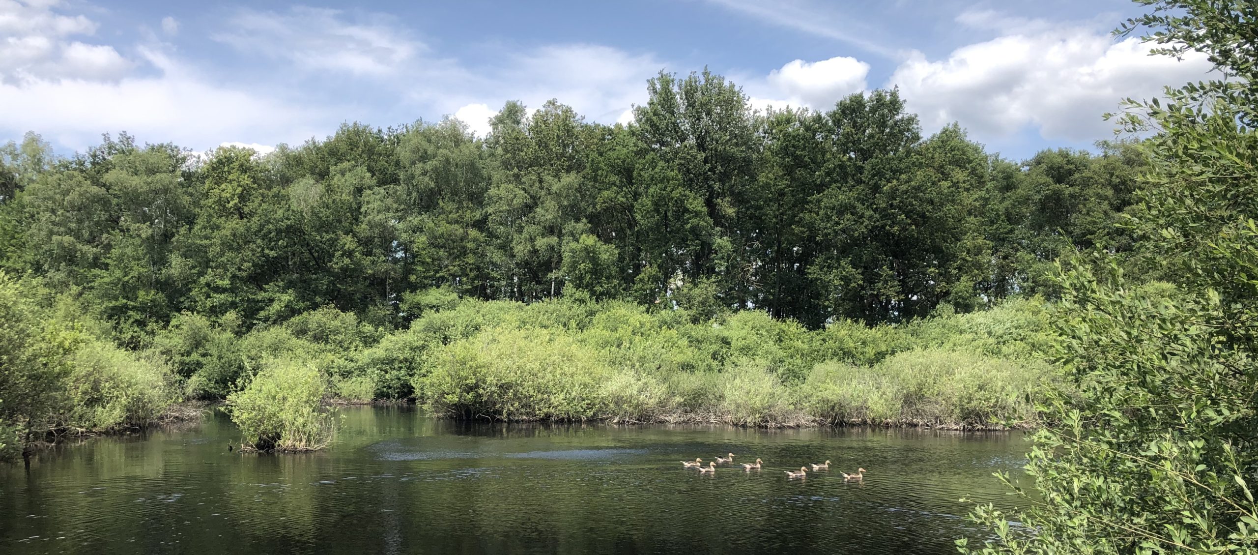 Een groep eenden zwemt op een vijver, omgeven door groene struiken en bomen.