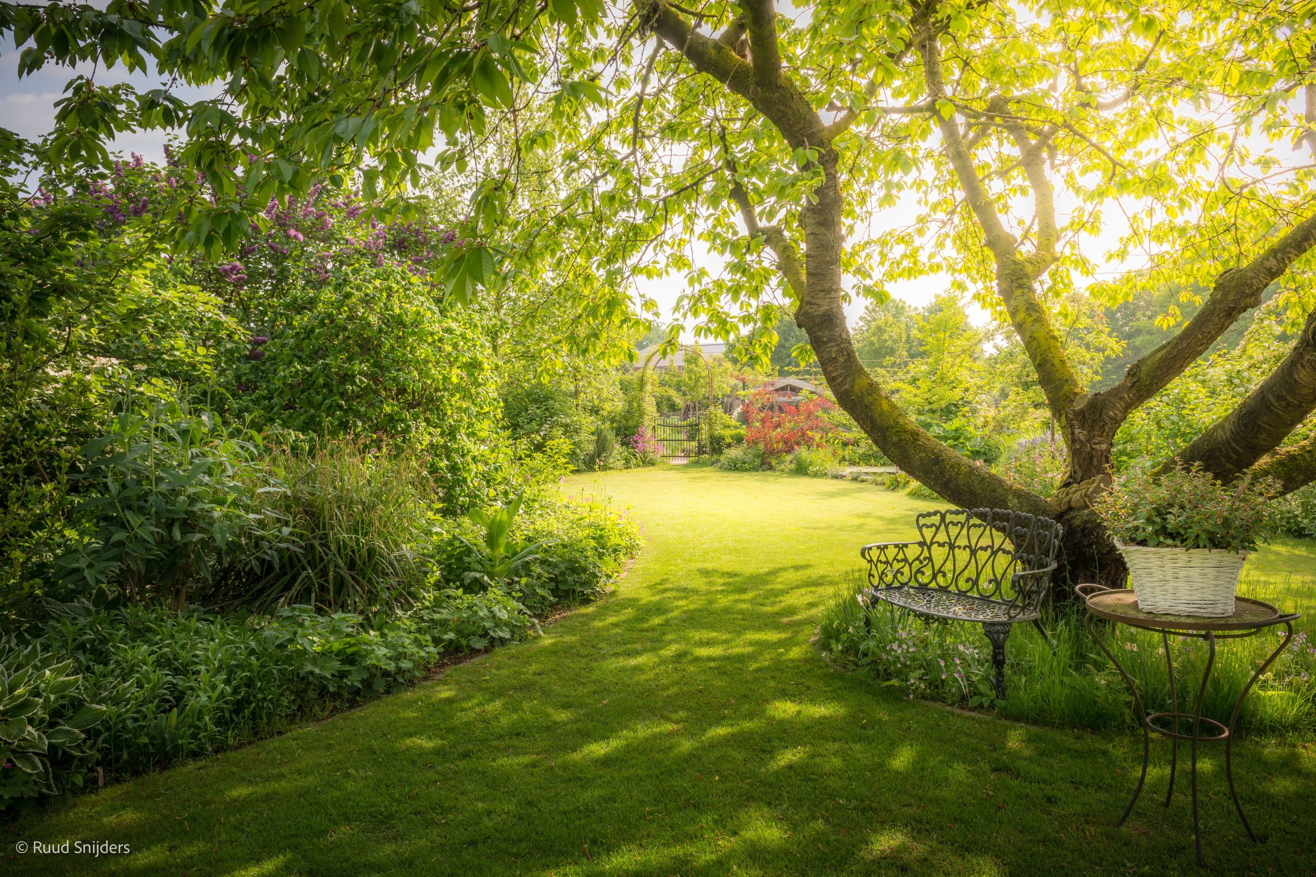 Zonnige tuin met een bankje, tafel en weelderige groene planten onder een grote boom.