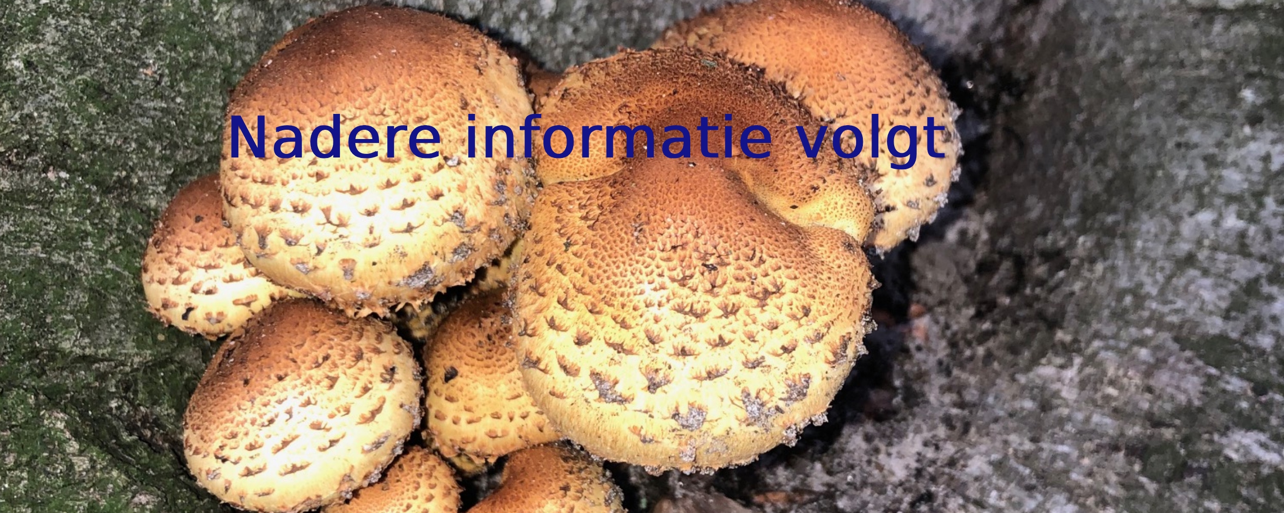 Groep paddenstoelen groeit op een boomstam; tekst "Nadere informatie volgt".