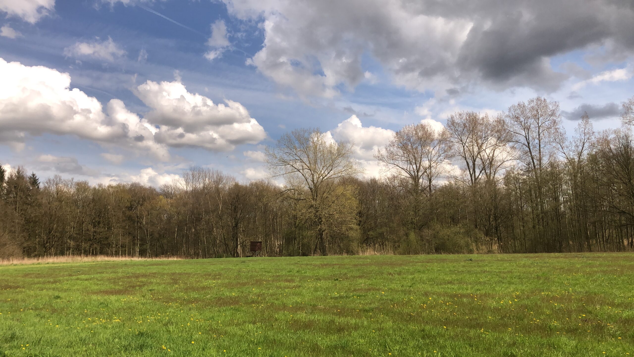 Groen veld met wilde bloemen, rand bos en blauwe lucht met wolken.