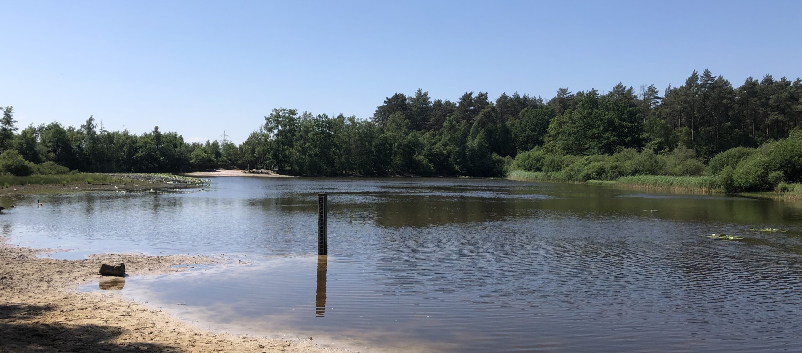 Rustige vijver omgeven door weelderige bomen en een heldere blauwe lucht.