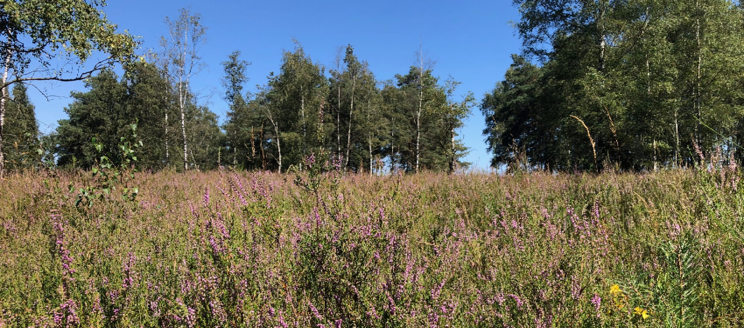 Bloeiende heide met paarse bloemen en bossen onder een heldere blauwe hemel.