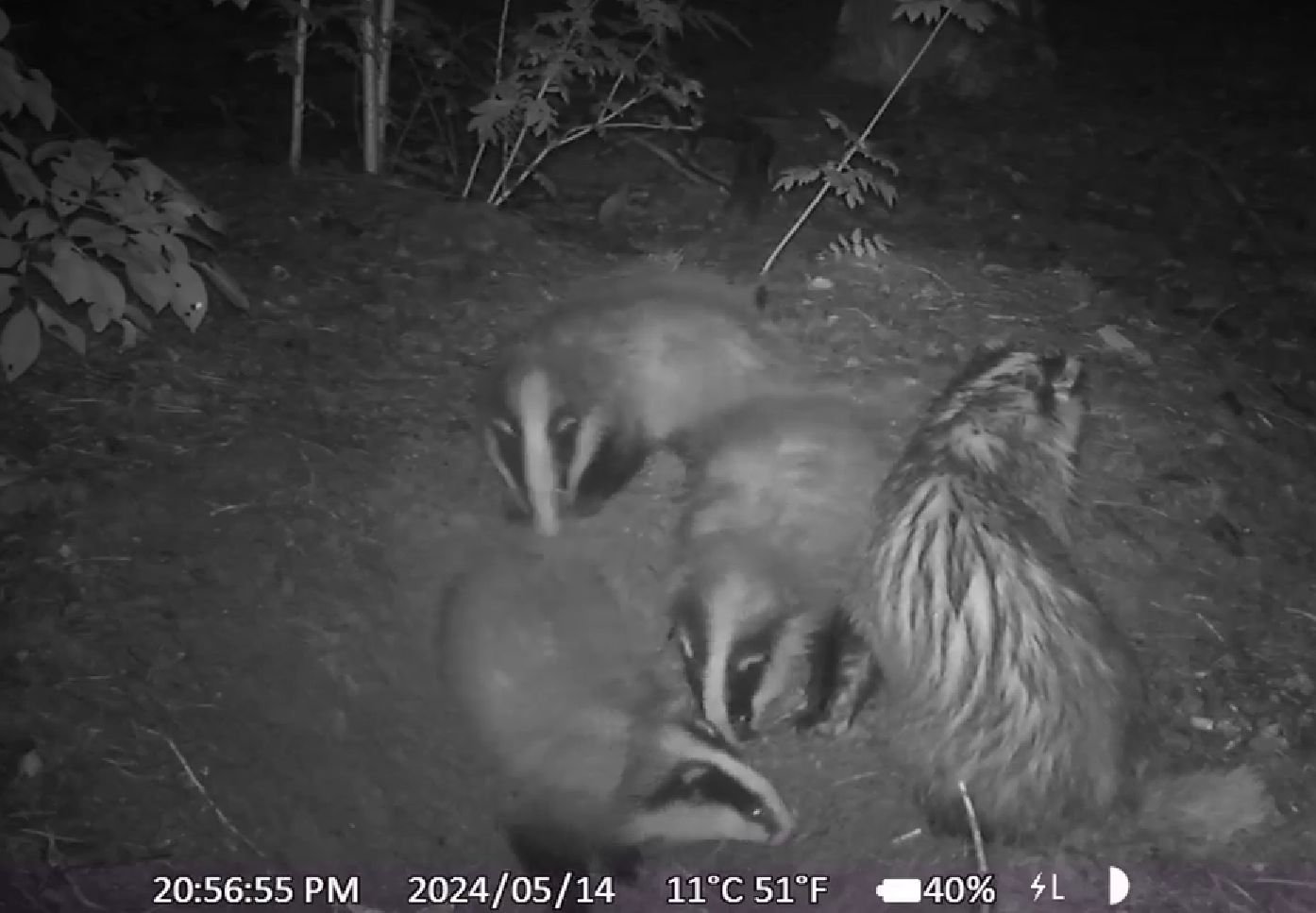 Drie dassen in een nachtelijke bosomgeving gefotografeerd door een wildcamera.