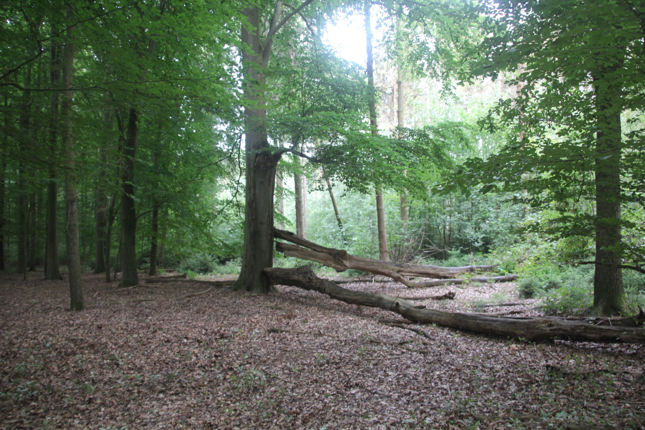 Boslandschap met hoge bomen en omgevallen stammen bedekt met bladeren.