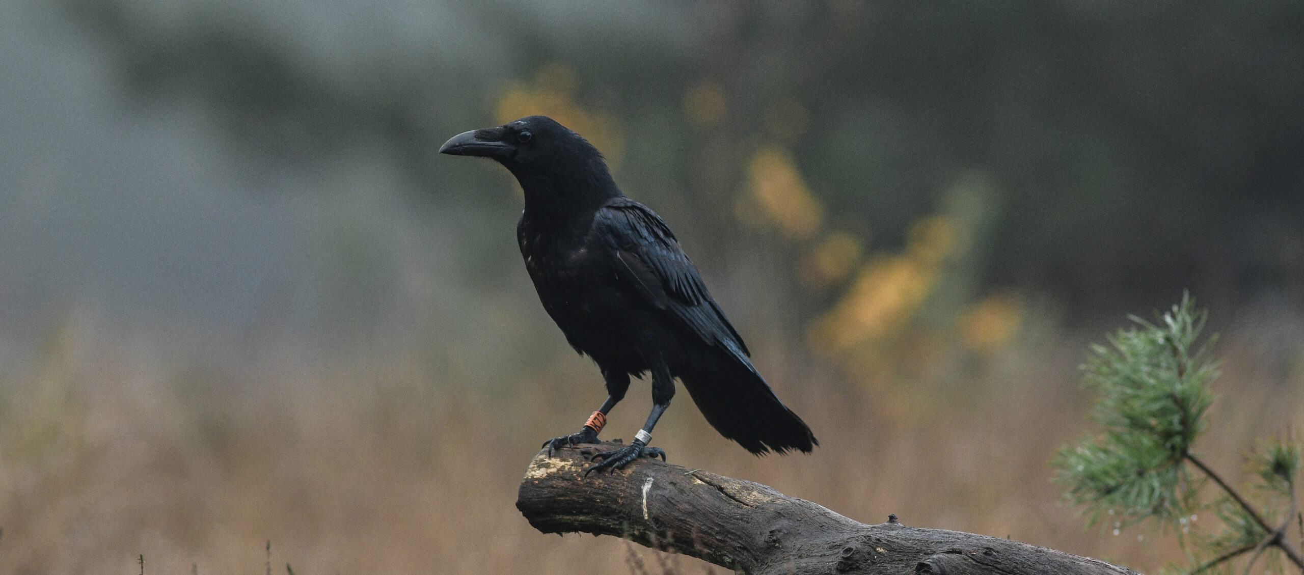 Een kraai zit op een tak in een mistig landschap met vage gele bloemen.