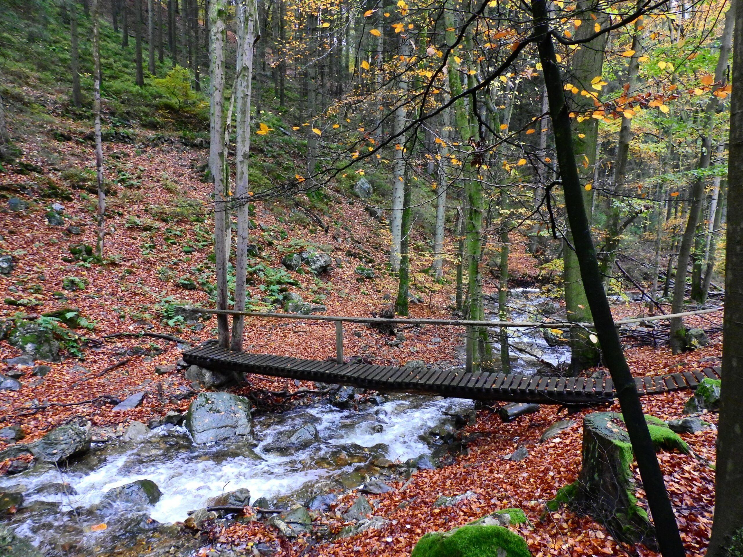 Houten brug over beek in bos met herfstbladeren en bomen.