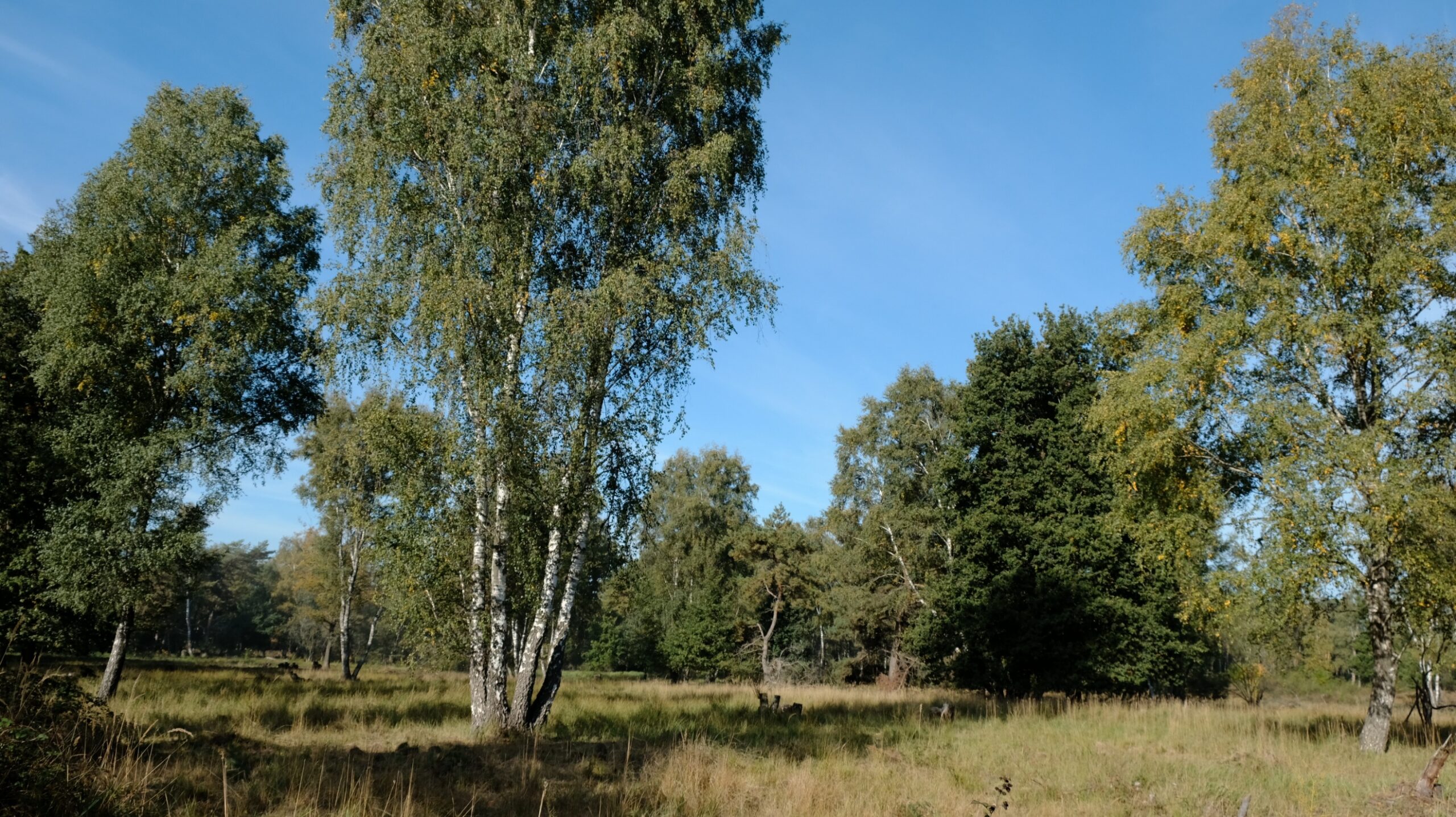 Bomen in een grasveld onder een blauwe hemel in een bosrijk landschap.