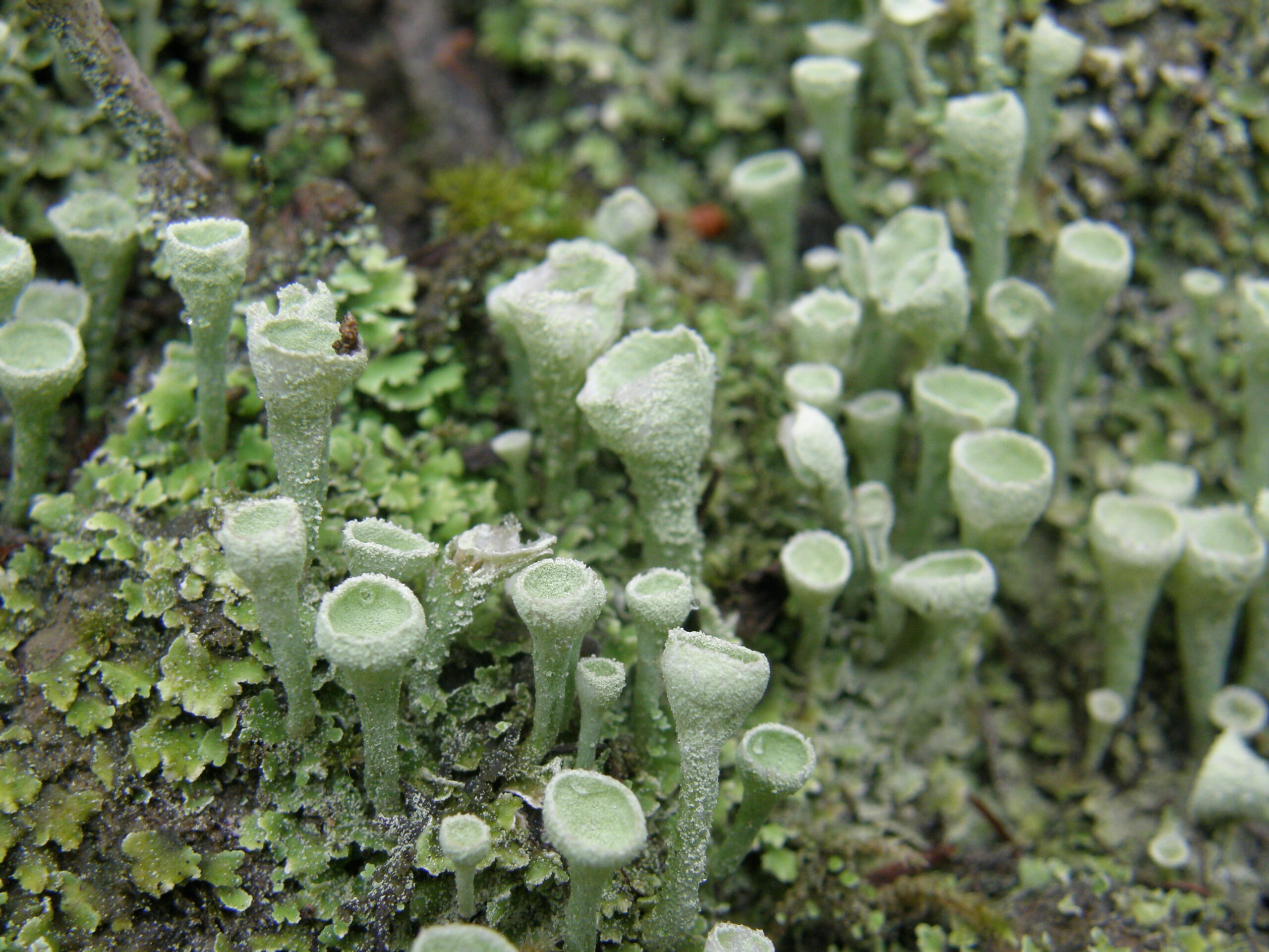 Close-up van groene bekerkorstmos op een boomstam, met trechtervormige structuren en groengele schubben.