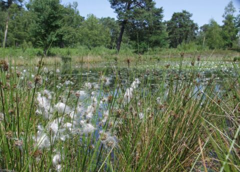Rietpluimen bij een vijver, omgeven door weelderige groene bomen.