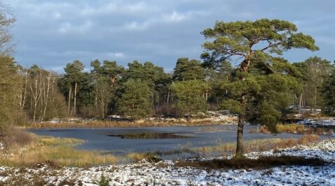 Besneeuwd landschap met een bevroren vijver, omgeven door bomen onder een bewolkte hemel.