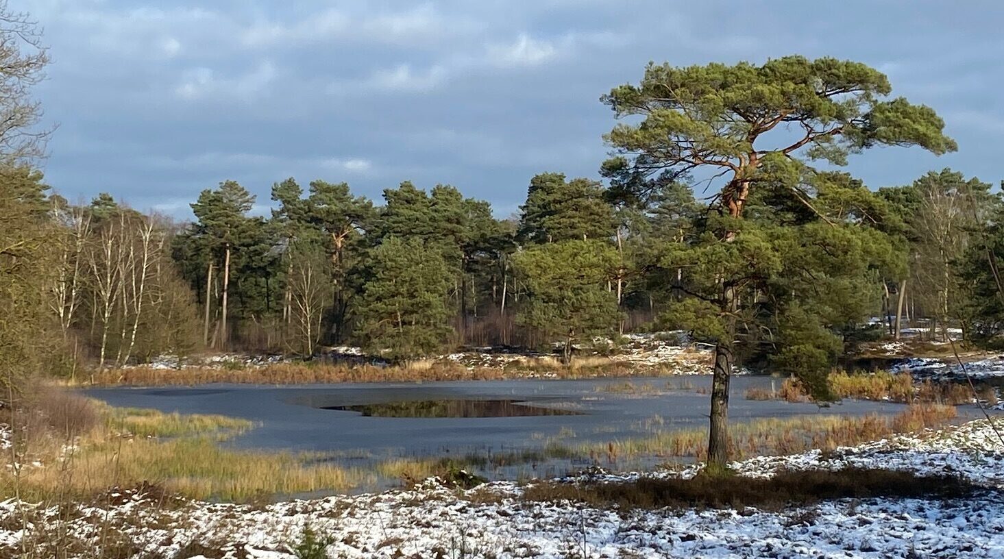 Besneeuwd landschap met een bevroren vijver, omgeven door bomen onder een bewolkte hemel.