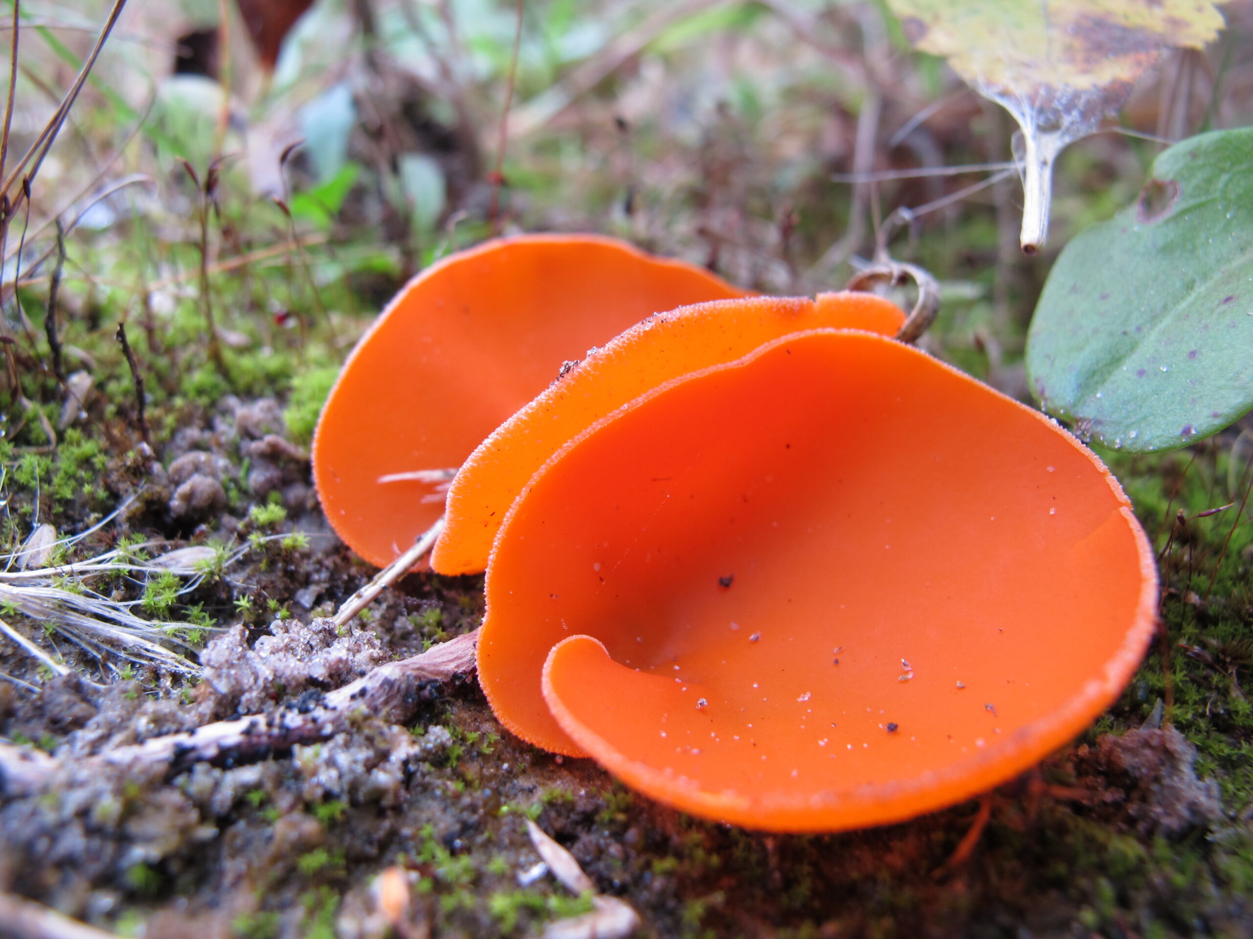 Fel oranje kelkzwam op een bosgrond met mos en bladeren eromheen.