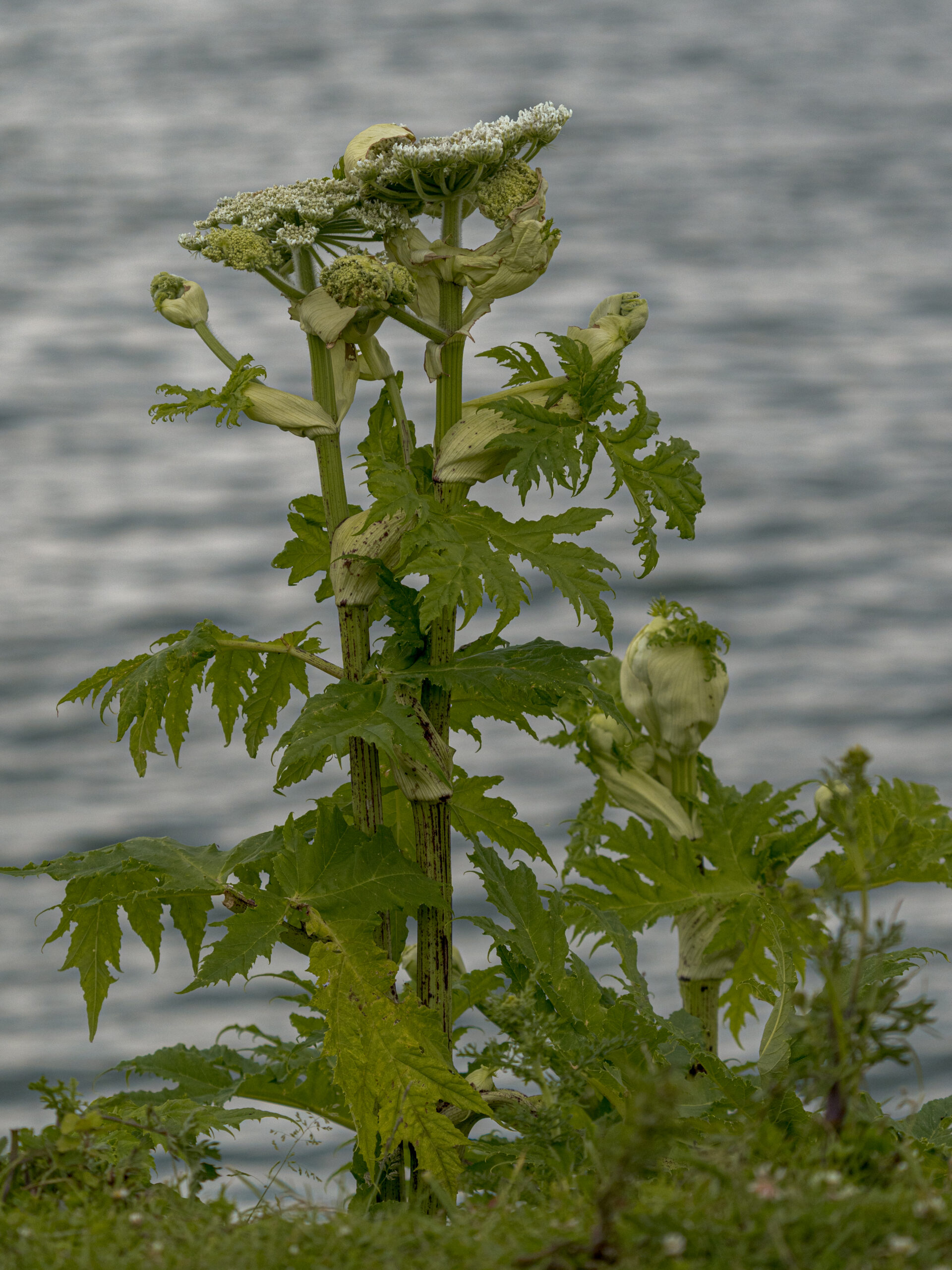 Grote plant met groene bladeren en witte bloemen voor een blauwe waterachtergrond.