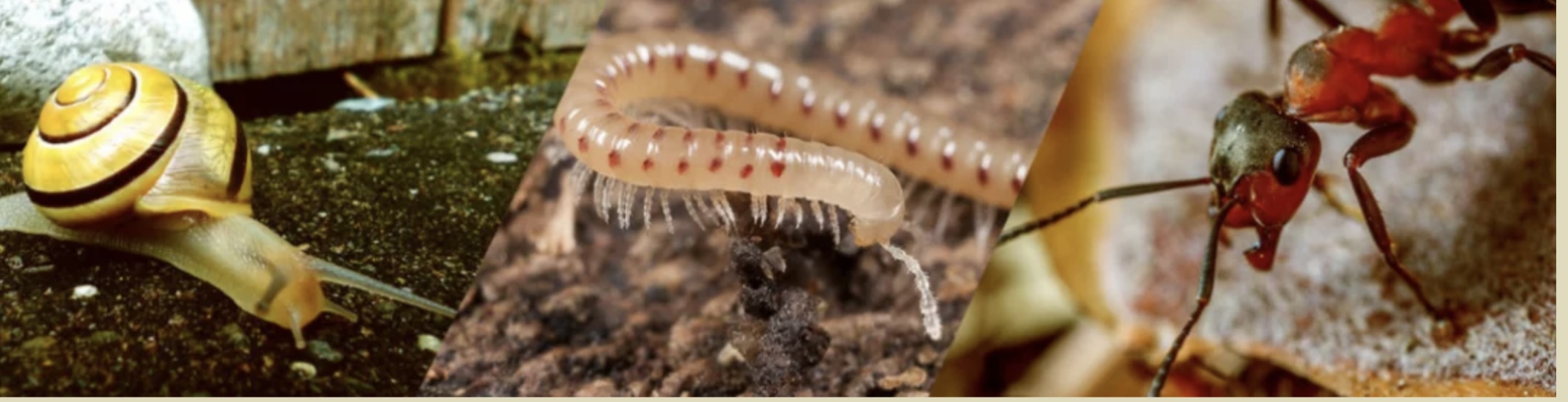 Slak, duizendpoot en mier close-up op verschillende oppervlakken.