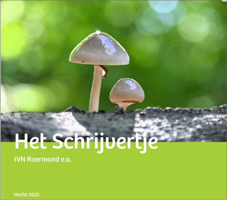 Twee glanzende paddenstoelen op een boomstam, met een groene achtergrond. Tekst: Het Schrijvertje.