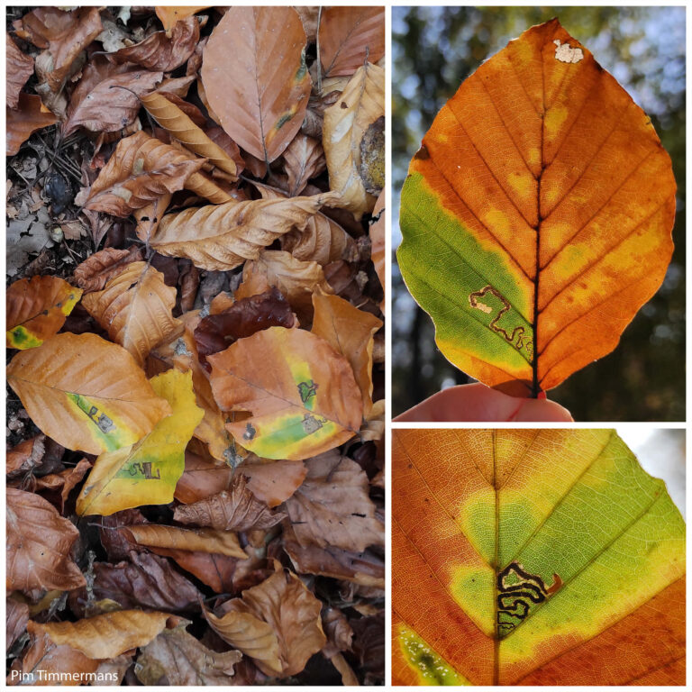 Herfstbladeren met groene en bruine kleuren, close-ups tonen bladnerven en verkleuring.