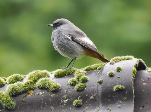 Grijs vogeltje op met mos bedekte buis, groene achtergrond.