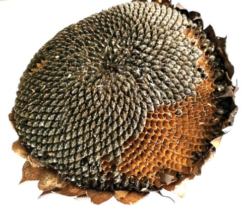 Gedroogde zonnebloemkop vol donkere zaden en bruine bloembladen.