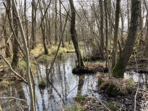 Bos met kale bomen en waterig moeras; reflecties zichtbaar in stilstaand water.