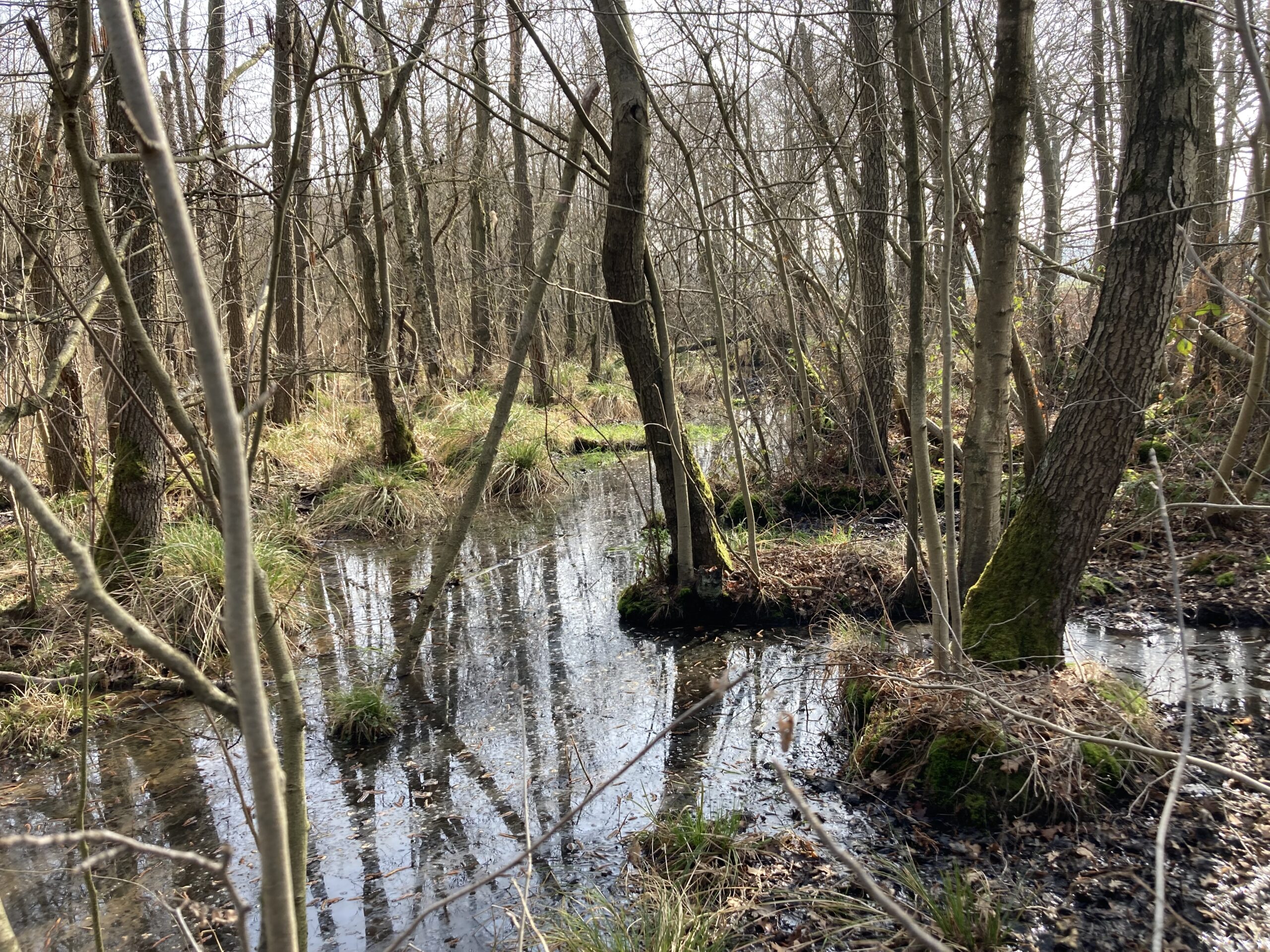 Bos met kale bomen en waterig moeras; reflecties zichtbaar in stilstaand water.