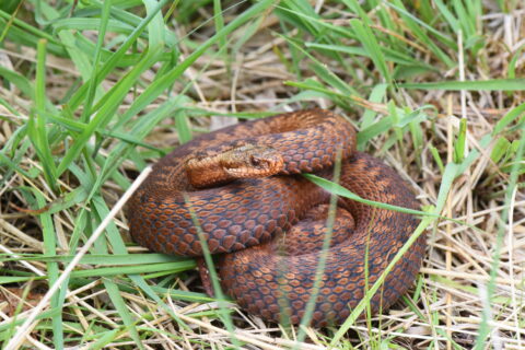 Bruine slang opgerold in gras, omgeven door groene bladeren en stro.