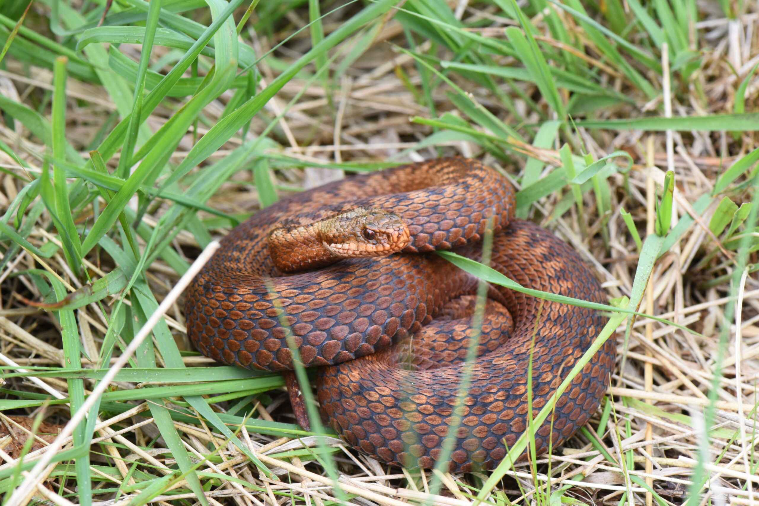 Bruine slang opgerold in gras, omgeven door groene bladeren en stro.
