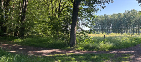 Bosrijk pad in de zon met bomen en een grasveld rechts.