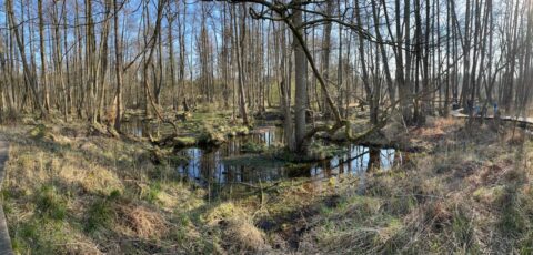 Bosrijk moerasgebied met kale bomen, water en houten wandelpad met enkele wandelaars in de verte.