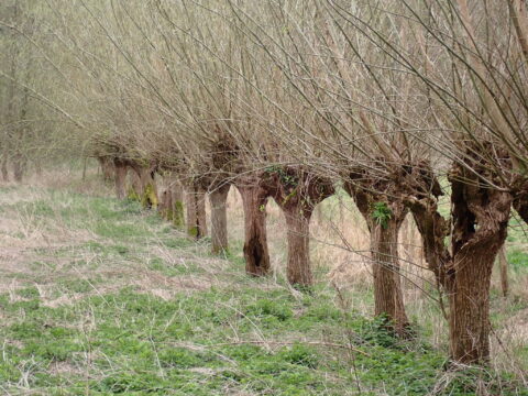 Rij knotwilgen langs een groen pad in een natuurlijke omgeving.
