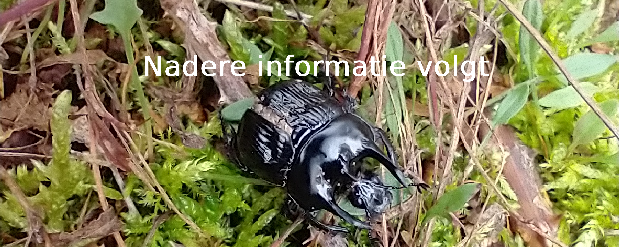 Zwarte kever op groene mosbodem met tekst "Nadere informatie volgt".