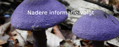 Twee paarse paddenstoelen groeien op bosgrond tussen herfstbladeren.