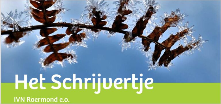 Tak met bevroren bladeren tegen een blauwe lucht. Tekst: 