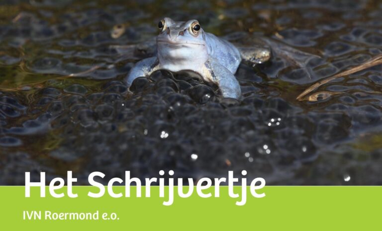 Een blauwe kikker zit tussen kikkerdril; tekst: 