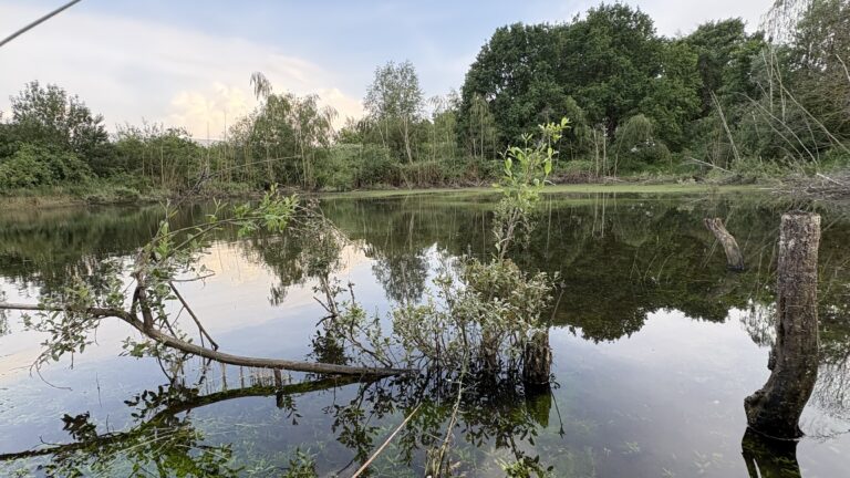 Vijver met bomen en struiken rondom, weerspiegelend in het water onder een bewolkte hemel.