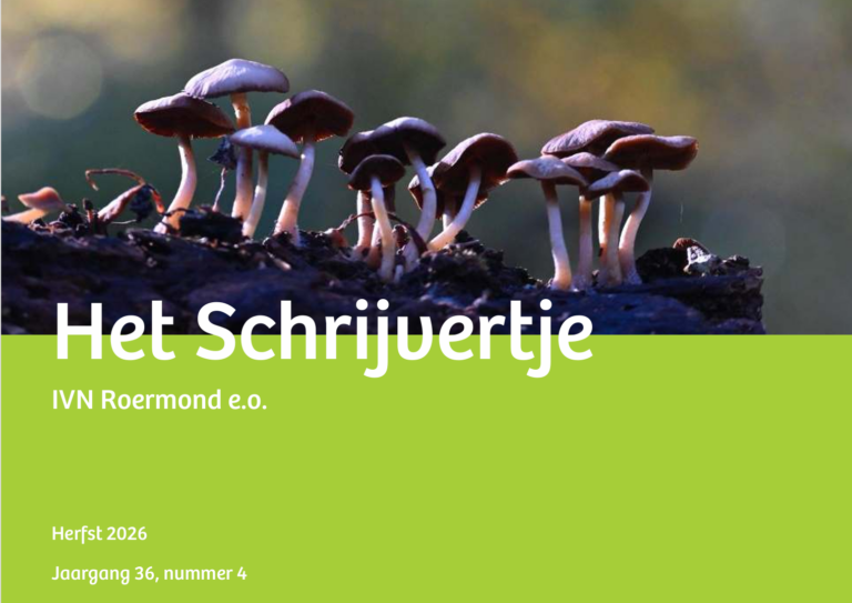 Paddenstoelen op een bosgrond met tekst 