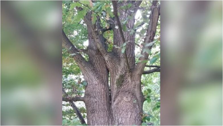Boom met gespleten stam en dikke takken, omgeven door groene bladeren.